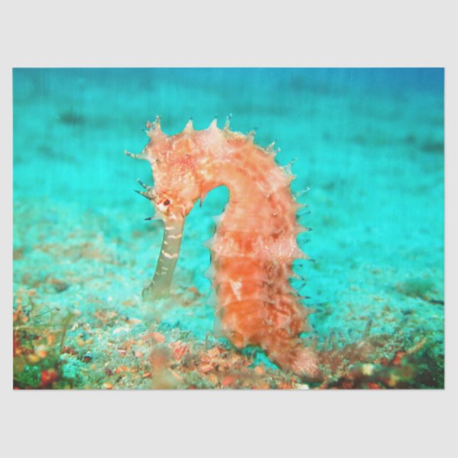 Seahorse tropical carribean turquoise orange  tissue paper (Front)