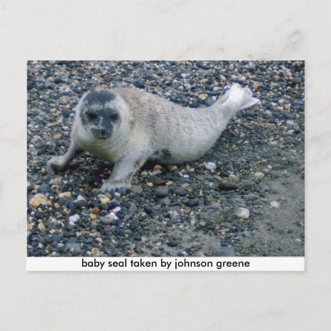 SEAL (2), baby seal taken by johnson greene Postcard (Front)