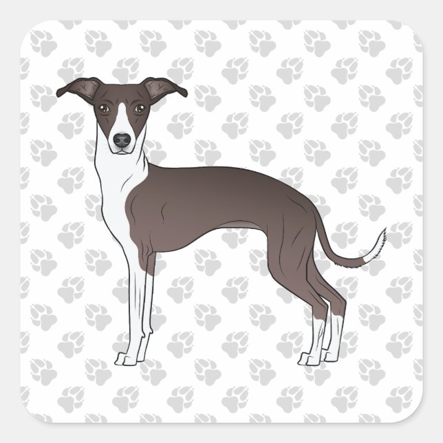 Seal And White Italian Greyhound With Paws (Front)
