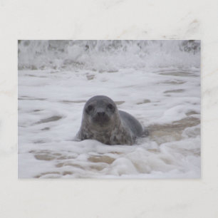 Seal - Animal Colour Photo Print Postcard