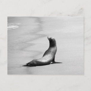 Seal at Beach Postcard