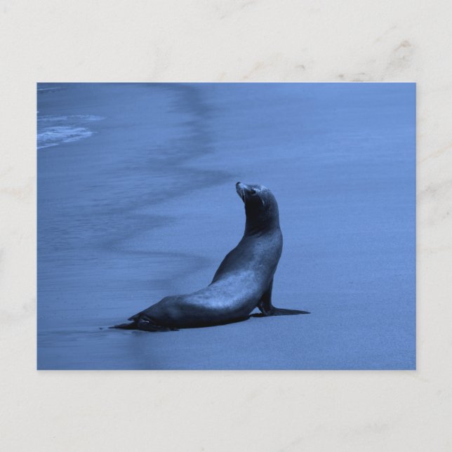 Seal at Night Postcard (Front)