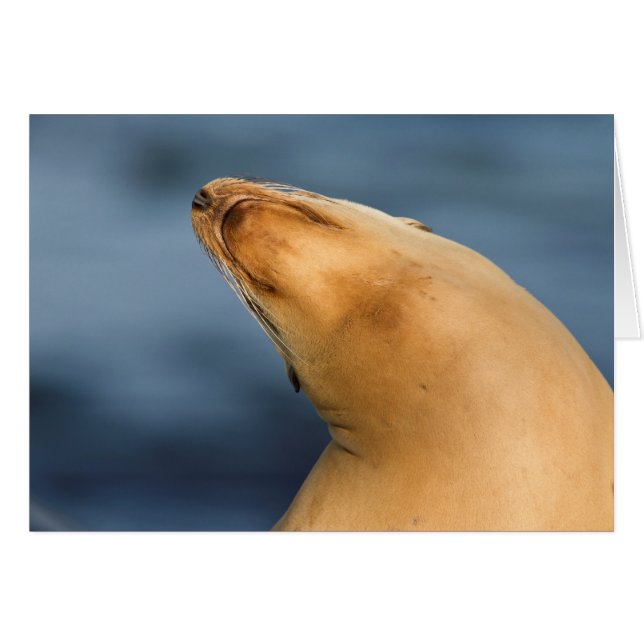 Seal at the beach (Front Horizontal)