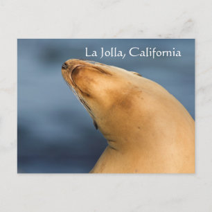 Seal at the beach. La Jolla, California Postcard