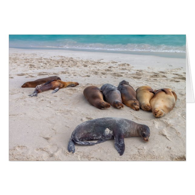 Seal Card (Front Horizontal)