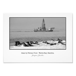Seal Colony and Ship Photo Print