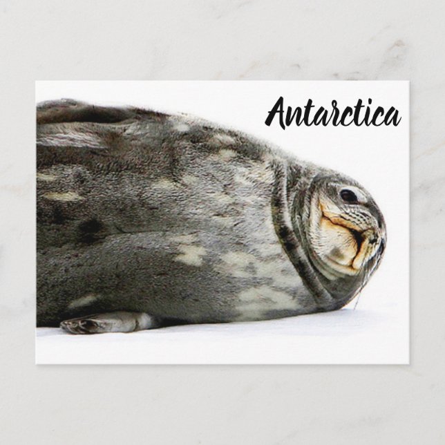 'Seal-ed With a Kiss' Postcard (Front)