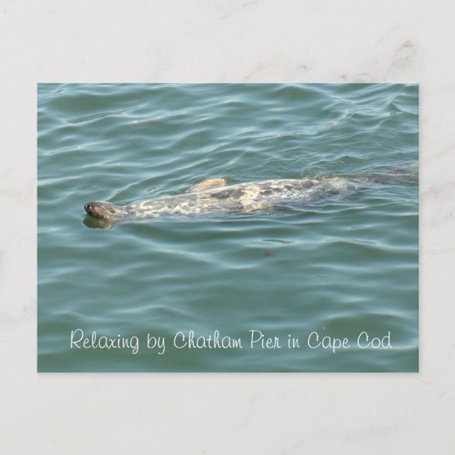 Seal Floating on Back in Chatham Pier in Cape Cod  Postcard (Front)