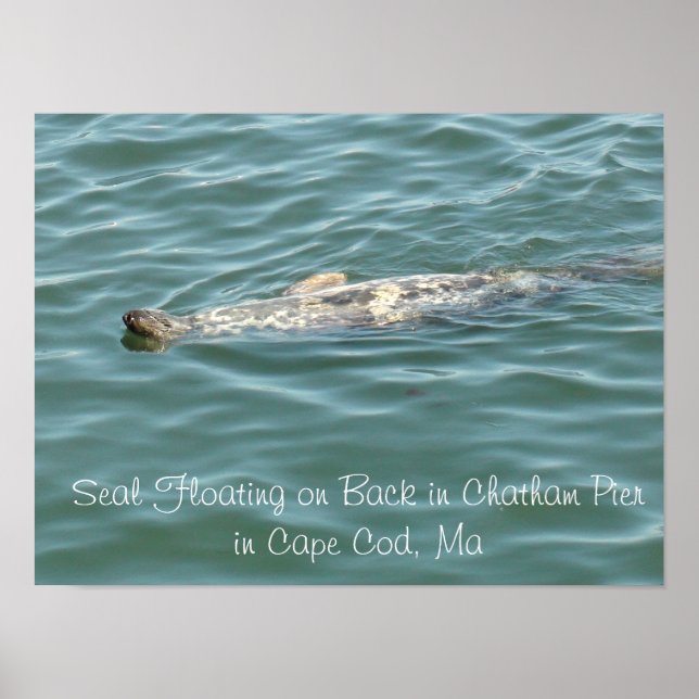 Seal Floating on Back in Chatham Pier in Cape Cod Poster (Front)
