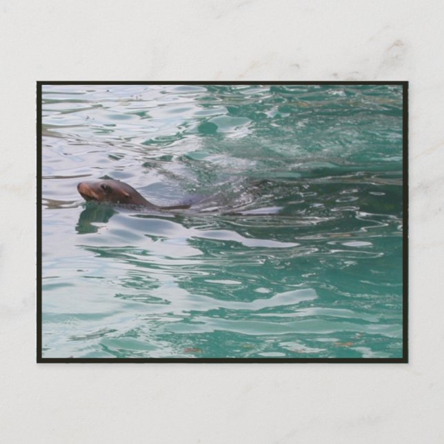 Seal Head Peeks Postcard (Front)