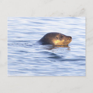 Seal in Ocean Photo Postcard