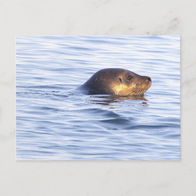 Seal in Ocean Photo Postcard (Front)