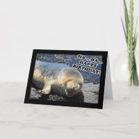 Seal Laughing Ha Ha Happy Birthday