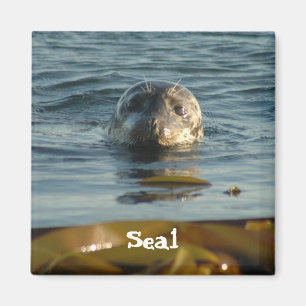 Seal Magnet
