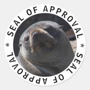 Seal of approval close up cute animal photo