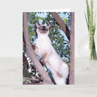 Seal point Siamese greeting card