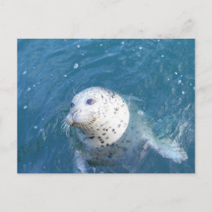 Seal Postcard