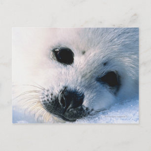 Seal Postcard