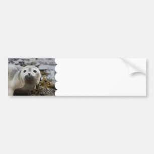 Seal Pup Bumper Stickers