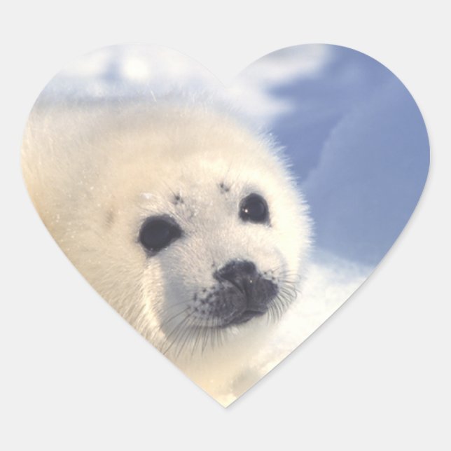 Seal Pup Face (Front)