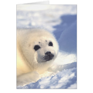 Seal Pup Face Card