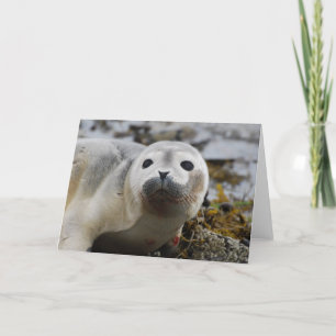 Seal Pup Greeting Card