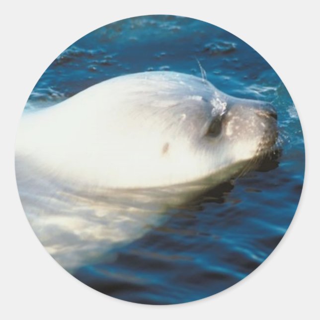 Seal Swimming (Front)