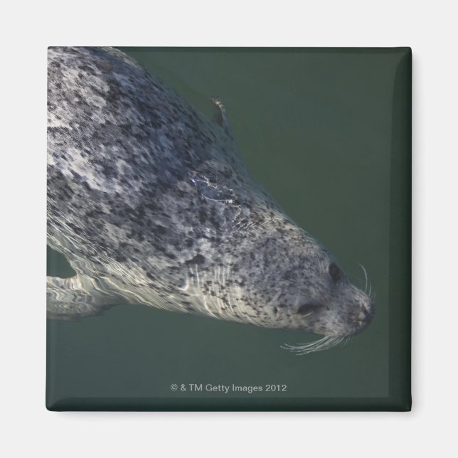 Seal swimming under the water 2 magnet (Front)