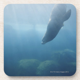 Seal swimming under the water coaster