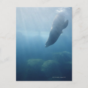 Seal swimming under the water postcard