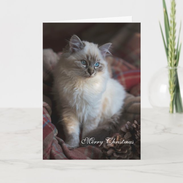 Seal Tabby Ragdoll Holiday Card (Front)
