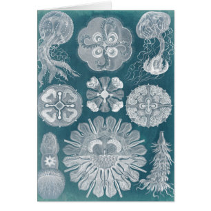 Sealife Blueprint IV