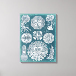 Sealife Blueprint IV Canvas Print
