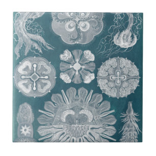 Sealife Blueprint IV Ceramic Tile