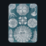 Sealife Blueprint IV Magnet<br><div class="desc">Marine Life</div>