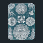 Sealife Blueprint IV Magnet<br><div class="desc">Marine Life</div>