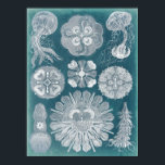 Sealife Blueprint IV Poster<br><div class="desc">Marine Life</div>