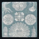 Sealife Blueprint IV Stone Coaster<br><div class="desc">Marine Life</div>