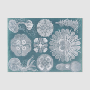 Sealife Blueprint IV Tissue Paper