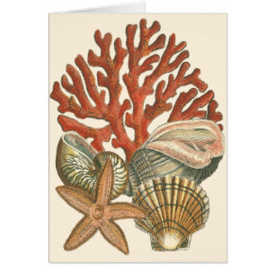 Sealife Collection