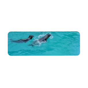 Sealife, swimming seals, labels
