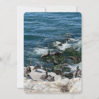 Seals and Birds
