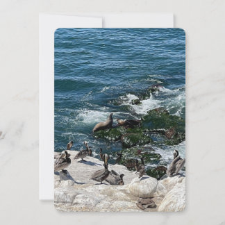 Seals and Birds Holiday Card