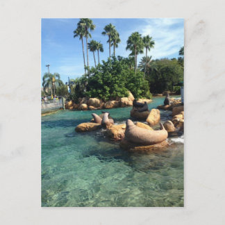 Seals and Sea Lions Postcard