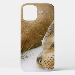 SEALS ENJOYING THE SUNSHINE AND EACH OTHER ON THE iPhone 12 CASE