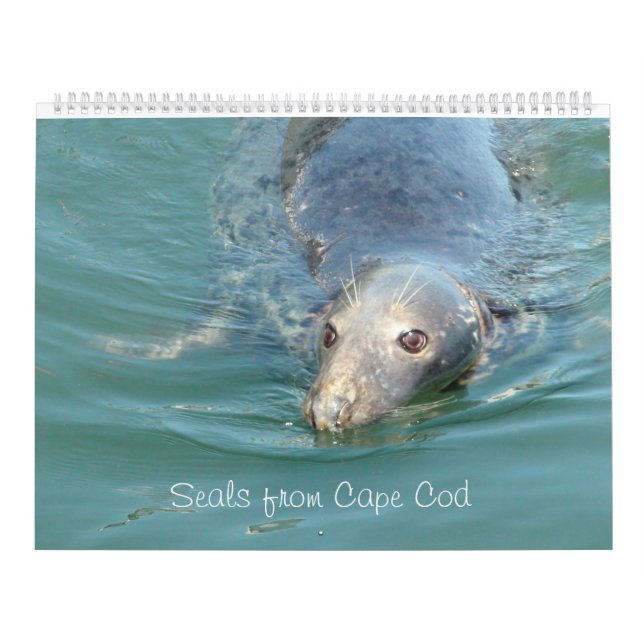 Seals of Cape Cod  Calendar (Cover)