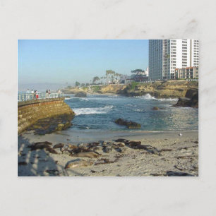 Seals On Sand In La Jolla Cove Postcard