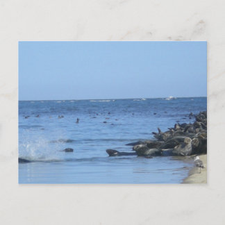Seals on the beach postcard