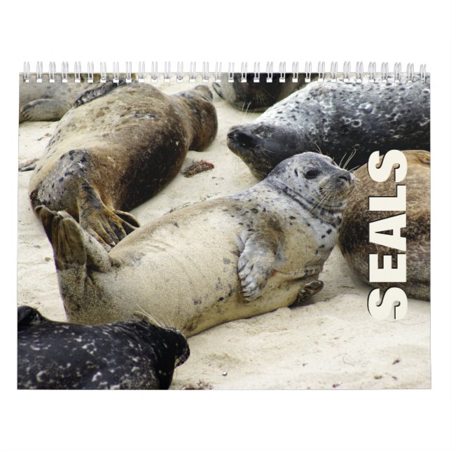 Seals Wall Calendar (Cover)