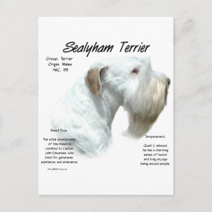 Sealyham Terrier History Design Postcard